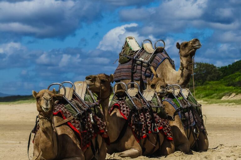 Barátságkaraván – amikor nem egyedül vándorolunk